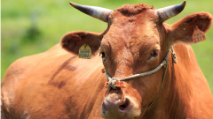 神灵异事：牛上房的祸与福(图)