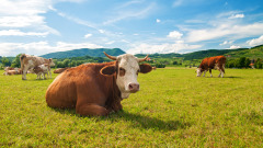 輪回轉生知多少老牛聞經轉世當狀元(圖)