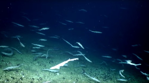 水下探测器深海发现罕见的鲨鱼“基地”