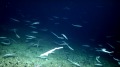 水下探测器深海发现罕见的鲨鱼“基地”(视频)