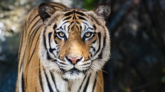 老虎吃不吃人其实还有这个原因……(图)