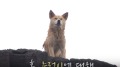 催淚狗狗每日蹲在海岸任憑風吹雨打竟是為了……(視頻)