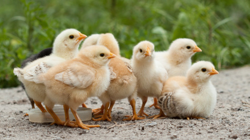 德國雷韋集團已經在其超市推出「不殺生」（no-kill）雞蛋，將可避免雄性小雞遭大量撲殺的命運