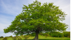 在荒山上大树下方便竟发生这么怪异的事(图)