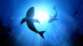 世界最巨大大白鲨活到50岁因懂得避开人类(视频)