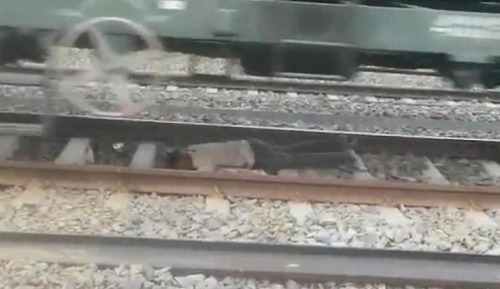 印度1岁小女孩跌落铁轨火车开过竟毫发无损