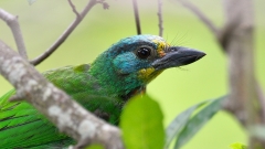 林中避暑的五色鸟(组图)