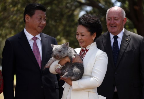 2014年11月17日，习近平参加在澳洲布里斯班举行的G20峰会期间，彭丽媛手中抱着一个袋熊。
