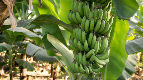 香蕉是一种好水果，吃完后竟然有这么好用途！