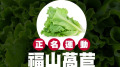 為何「福山萵苣」叫大陸妹原來跟台語有關(圖)