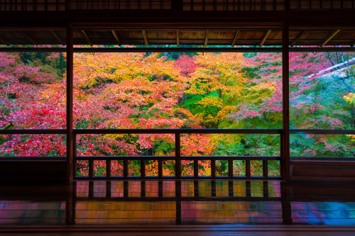 到日本追枫你不可不知的“红叶文化”