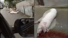 【11.8中国速瞄】猪瘟肆虐传猪尸遍布村落(组图)