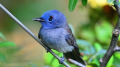 再会受伤的黑枕蓝鹟(组图)