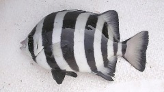 八千公里飄洋過海條石鯛獨自生存加州(圖)
