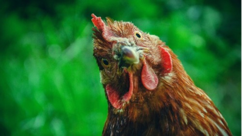 因为白安独特的咬字发音，“怀疑自己”让网友听成“画一只鸡”而暴红。