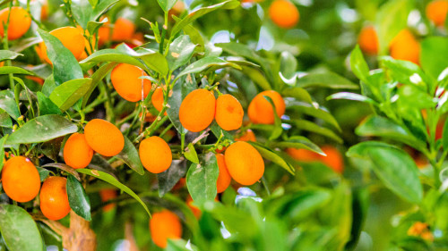 金橘有止咳化痰，强化毛细血管的功效，是“药食同源”的好食材。