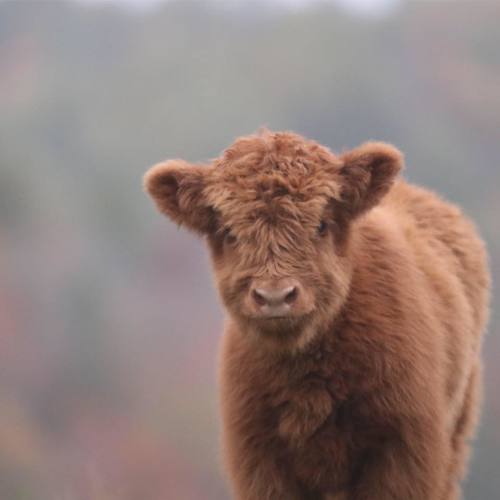 蘇格蘭高地牛