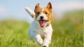 紀曉嵐那條「人轉世」的忠犬(組圖)
