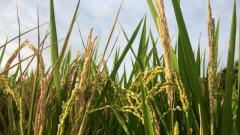 古代传说“清肠稻”吃一粒饱一年(图)