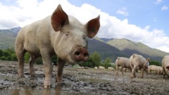 中国打压台湾没收到“亚洲猪瘟会议”邀请(图)