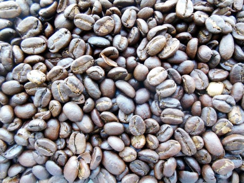 麝香貓咖啡豆