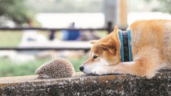 在療傷的日子裡遇到「刺蝟」(圖)