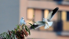 何去何從的黑翅鳶(組圖)