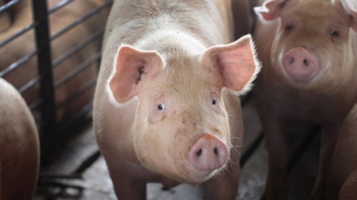 中国非洲猪瘟爆发导致猪肉价格暴涨，进而会引发全球食品物价上涨，波及全球经济。