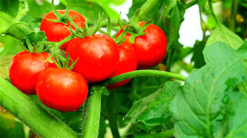 美国研究发现，吃高量番茄红素的食物，可以降低50％的癌症发生率。
