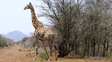 南非林波波省一座野生动物园的一只长颈鹿一脚踢死一名工作人员，图片为示意图。