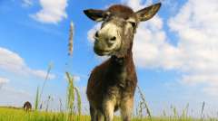 聰明毛驢為主伸冤引出了一案又一案(圖)