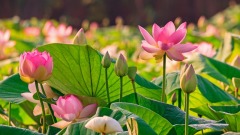 歡迎家長帶孩子都來學：《弟子規》(一)(圖)