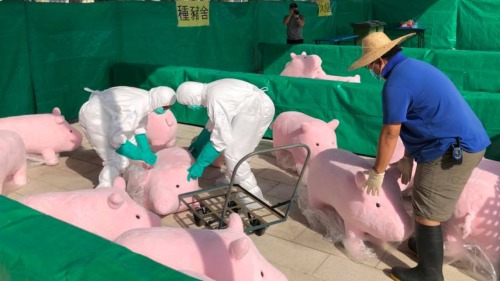 渔护署日前就应对猪瘟疫情进行演习，使用的粉红猪道具成为城中热话