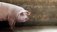 轮回奇事：一世屠夫一世猪(图)