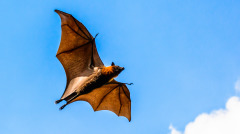 正義之人不怕邪魔木師古揮刀斬蝙蝠(圖)