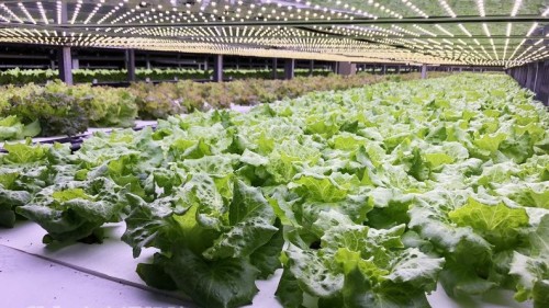 源鲜智慧农场利用环境控制等技术，例如LED人工光源，栽种福山莴苣等蔬菜。