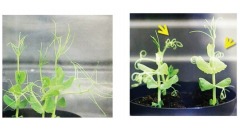 植物不僅討厭「酒鬼」還對麻醉藥有反應(圖)