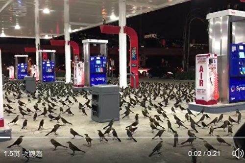 鸟群占领美国一加油站场面惊悚