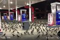 鸟群占领美国一加油站场面惊悚(视频)