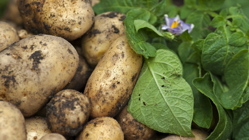 如何让马铃薯慢一点发芽呢？
