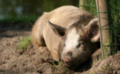 犧牲自己積了德輪迴三世方為人(圖)