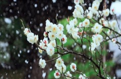 【天雪】出劫映景冬梅迎春(组图)