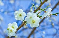 【天雪】诗咏春梅岁阑茶花饮･天日昭昭(组图)