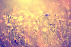 万物皆有灵：蝗神与六畜瘟神(图)