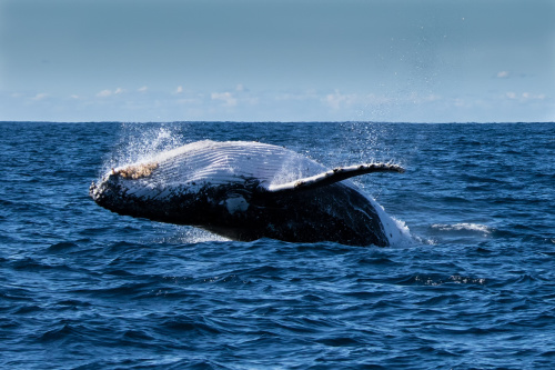 一只成年的座头鲸大约有25吨-35吨的重量，最重可达40吨。