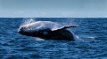 叹为观止40吨座头鲸以为自己是海豚(视频)