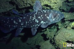 研究揭示：进化论是缺乏证据的错误假设(图)