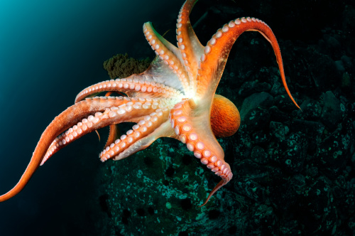 章魚本身是色盲，但是，形狀怪異的瞳孔可以幫助它們瞭解周圍環境，並根據看到的顏色進行調整。