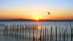 轮回转世：僧人女孩与狗(图)