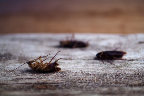 碳酸氫鈉(小蘇打)能殺死蟑螂。